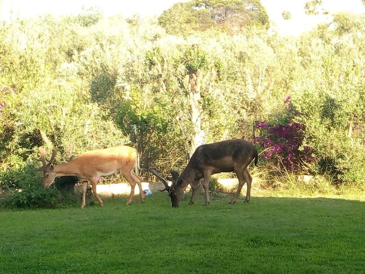 Villa Fiametta Pula Tatil Evi